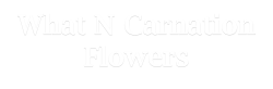 What N Carnation Flowers