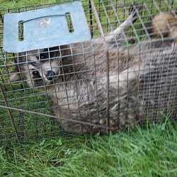 fur and feather wildlife removal