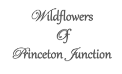 Wildflowers Of Princeton Junction