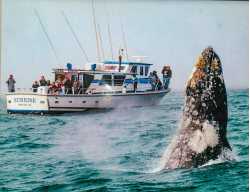 Tradewinds Charters - Whale Watching & Fishing â€“ Oregon