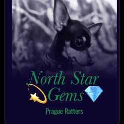 North Star Gems Prague Ratters
