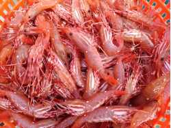 Johnson Seafood (Shrimp Guys)