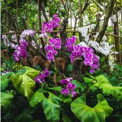Blooming Orchids Landscaping