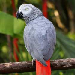 african gray parrots available for sale
