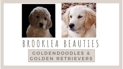 Brooklea Beauties ~ Brooklea Farms