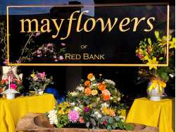 Mayflowers of Red Bank