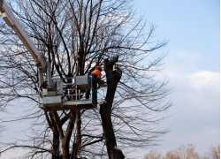 Jackson Tree Service Pros