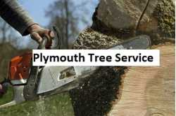 tree removal plymouth ma