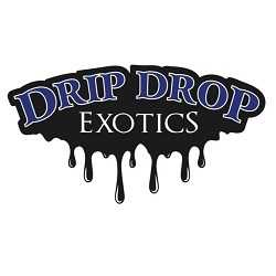 Drip Drop Exotic Car Rental