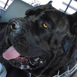 Imperial Canines Cane Corso