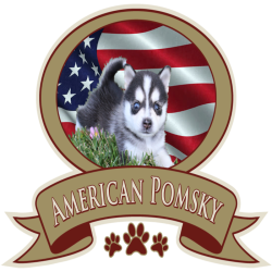 American Pomsky