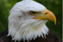 Eagle Priority Insurance Agency