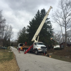 Expert Tree Service / Tree And Stump Removal Experts