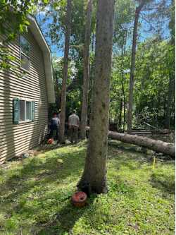 Clear Cut Tree Services